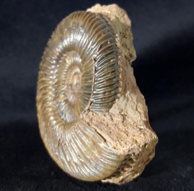 Parkinsonia parkinsoni (SOWERBY 1821) - Bild &copy; FossNet FossilienStore